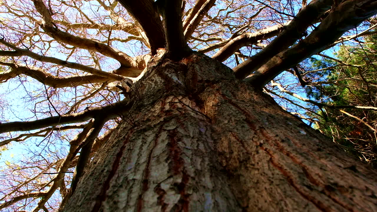 Upwards view moving down along tree trunk of old tree with gnarly branches