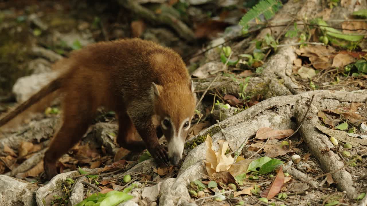 A coati walks over leaf-littered roots in the Mayan ruins of Tikal, Guatemala, exploring the forest floor.