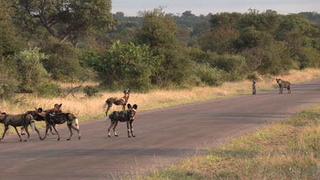 Gimbal-shot-of-pack-of-wild-dogs-followed-by-hyenas