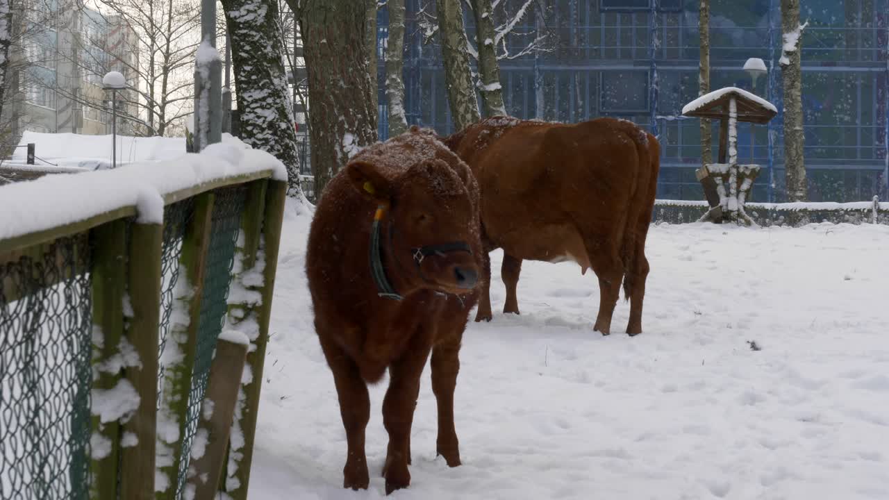 vacas paradas en la nieve en un frío día de invierno con precipitaciones de nieve en suecia - ciudad o pueblo