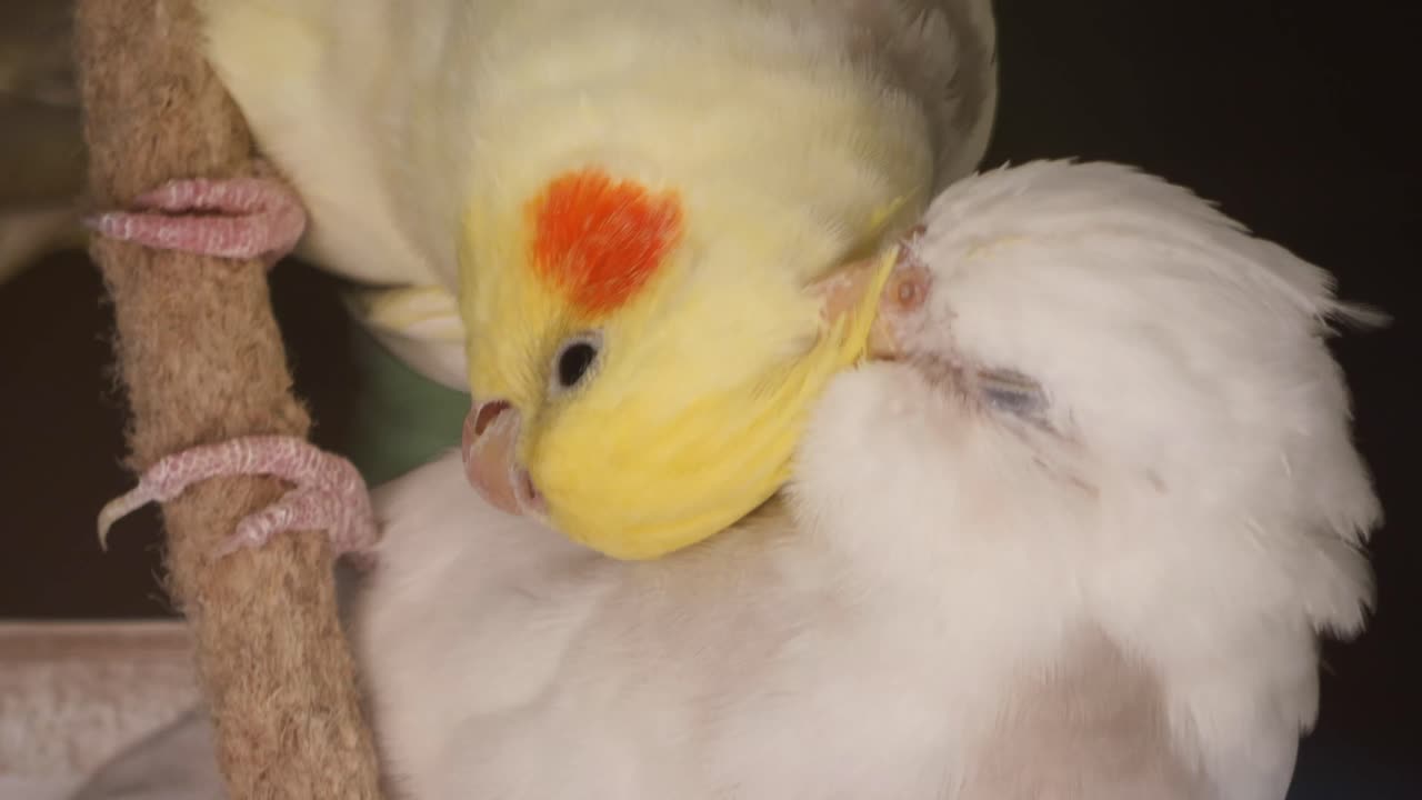 Two Cockatiels cuddling