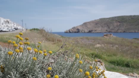 wild chamomile flowers in the foreground with a coastal landscape in fornells, menorca