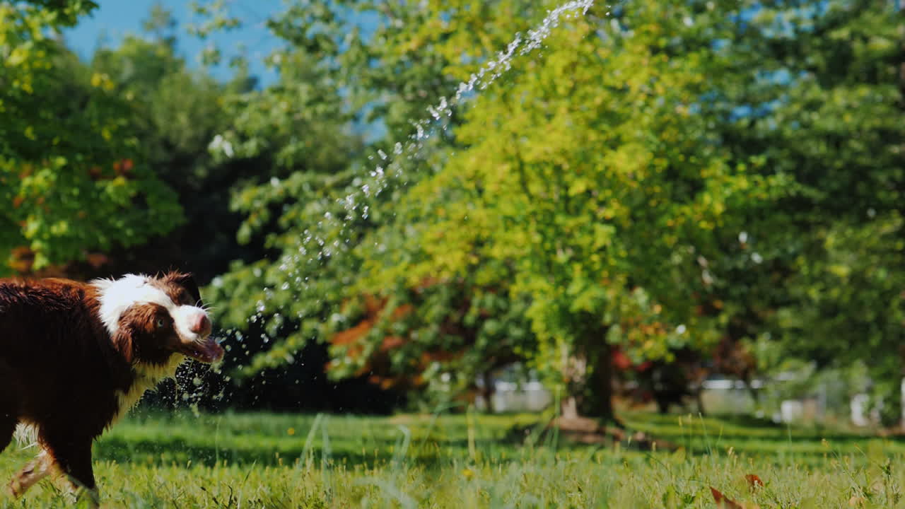 juegos activos y un estilo de vida saludable la mano de las niñas sostiene una manguera de agua con la que un gran pastor rojo