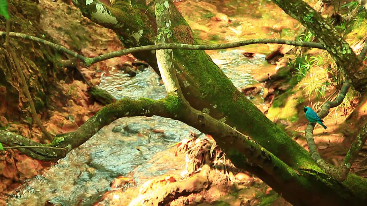 una tangara de golondrina macho azul brillante salta de una extremidad a otra sobre un pequeño arroyo en los trópicos de américa del sur