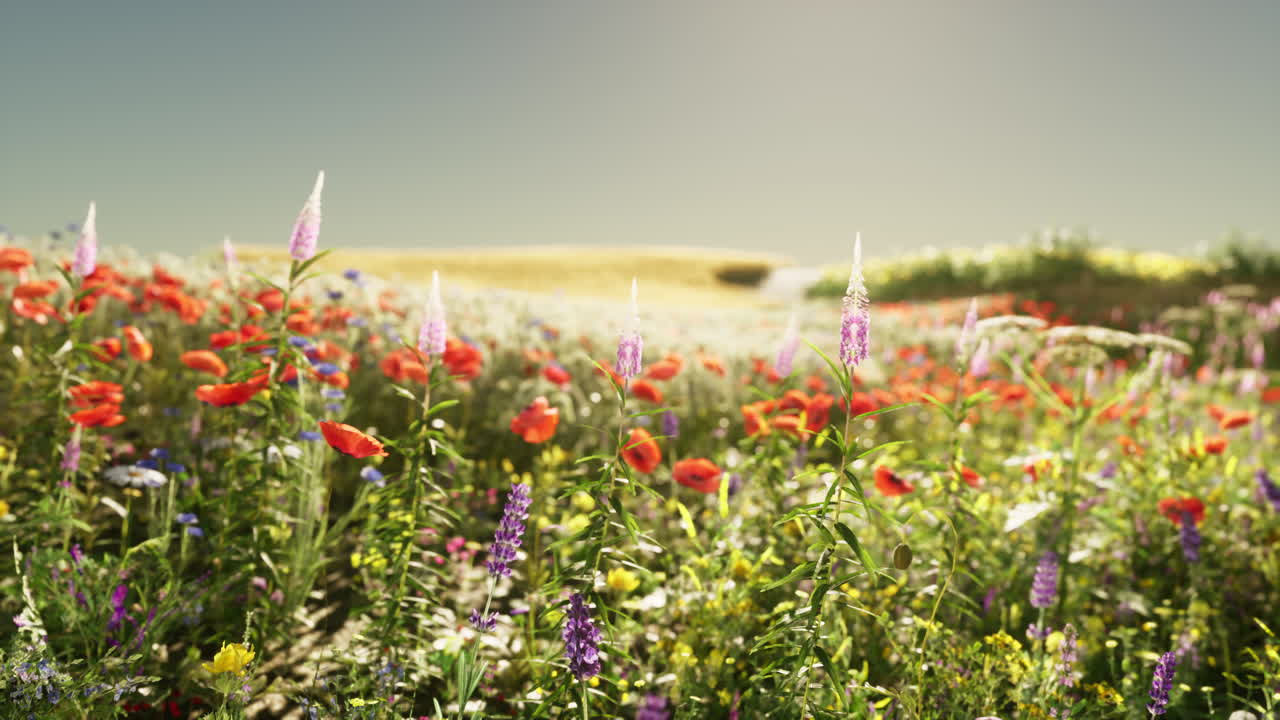 아름다운 야생 꽃 들판