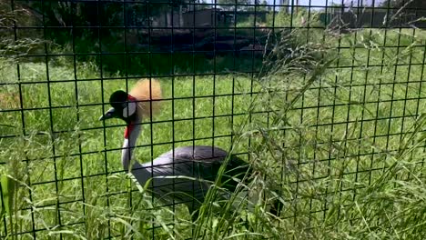 African-Grey-Crowned-Crane-struts-through-the-Abilene,-Texas-Zoo,-This-colorful-and-magical-bird-has-a-big-personality-and-pompous-strut