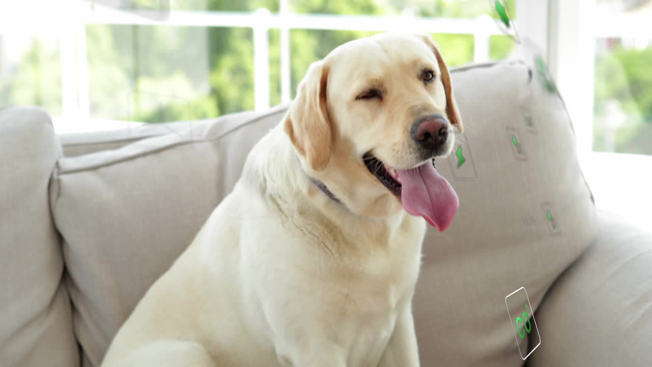 Cane che ansima, muovendo la testa sul divano, tecnologia per animali domestici che monitora il movimento e posiziona icone verdi sul petto.