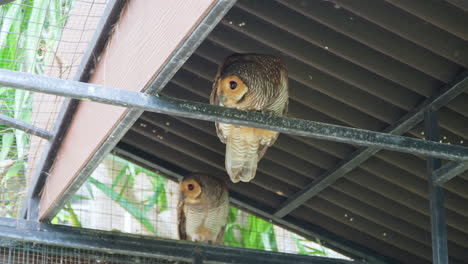 pair of spotted wood owls indside enclosure of renaissance bali uluwatu resort, indonesia