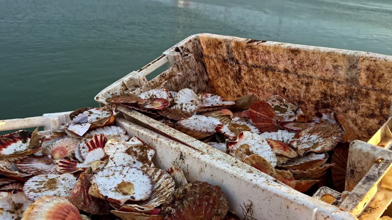 Barco de pesca comercial regresa al puerto de Port-en-Bessin con una caja de vieiras recién capturadas en cubierta, mientras un rompeolas de piedra y un faro aparecen al frente.
