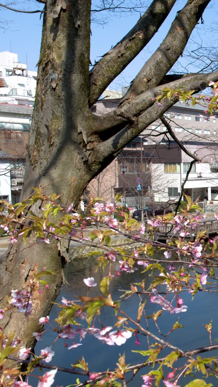 Delicati fiori di ciliegio rosa ondeggiano dolcemente sui rami degli alberi sotto la luminosa luce solare primaverile.