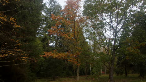 Plano-Amplio-De-Un-árbol-Con-Hojas-De-Otoño-En-El-Arboreto-De-Blackwater