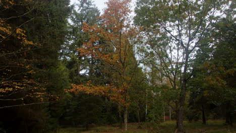 wide shot of a tree with autumn leaves at blackwater arboretum