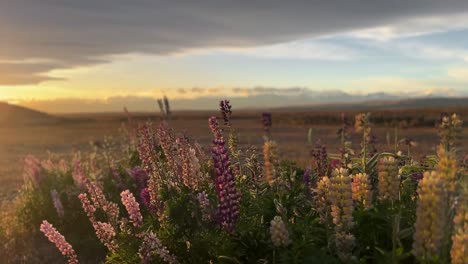 Abendrot-Beleuchtet-Blühende-Lupinen-In-Der-Neuseeländischen-Landschaft