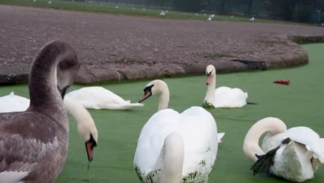 Herde-Britischer-Schwäne-Und-Gänse,-Die-Im-Grünen-Flusswasser-Des-Kanals-Schwimmen-Und-Füttern