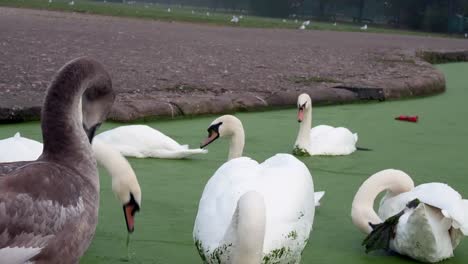 bandada de cisnes y gansos británicos nadando y alimentándose en agua de río de canal verde