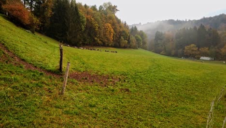 Motionlapse-Zeigt-Eine-Grasende-Schafherde,-Nebel-Fegt-über-Das-Gras,-Der-Herbst-Verändert-Alle-Farben