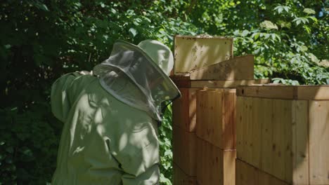 Beekeeper-Harvesting-Honey-At-Apiary-Bee-Yard,-Medium-Shot