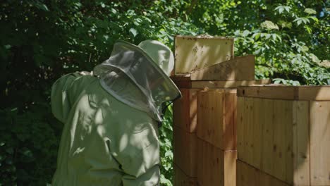 apicultor cosechando miel en un apiario, tiro medio