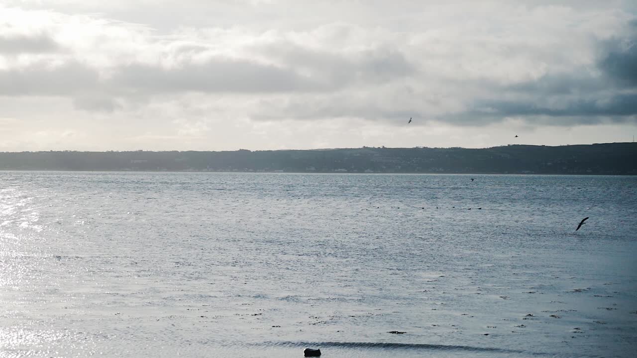 Seagulls flying in front of seascape scenery, slow motion