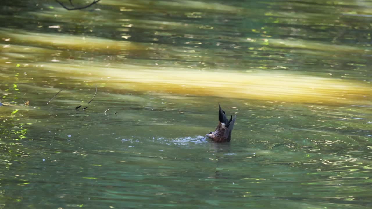 Duck swimming in a pond at Melbourne Zoo