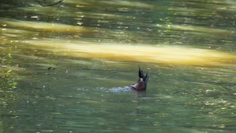 duck swimming in a pond at melbourne zoo