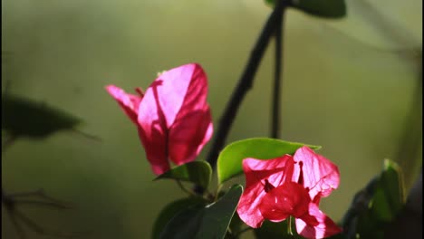 pink bougainvillea flowers