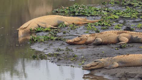 un zoom en vista de muggar y cocodrilos gharial descansando en la orilla de un río en el parque nacional de chitwan en nepal