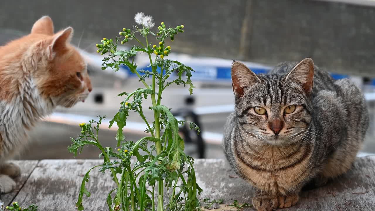 Two cats lying on the asphalt near a plant with a blurry background