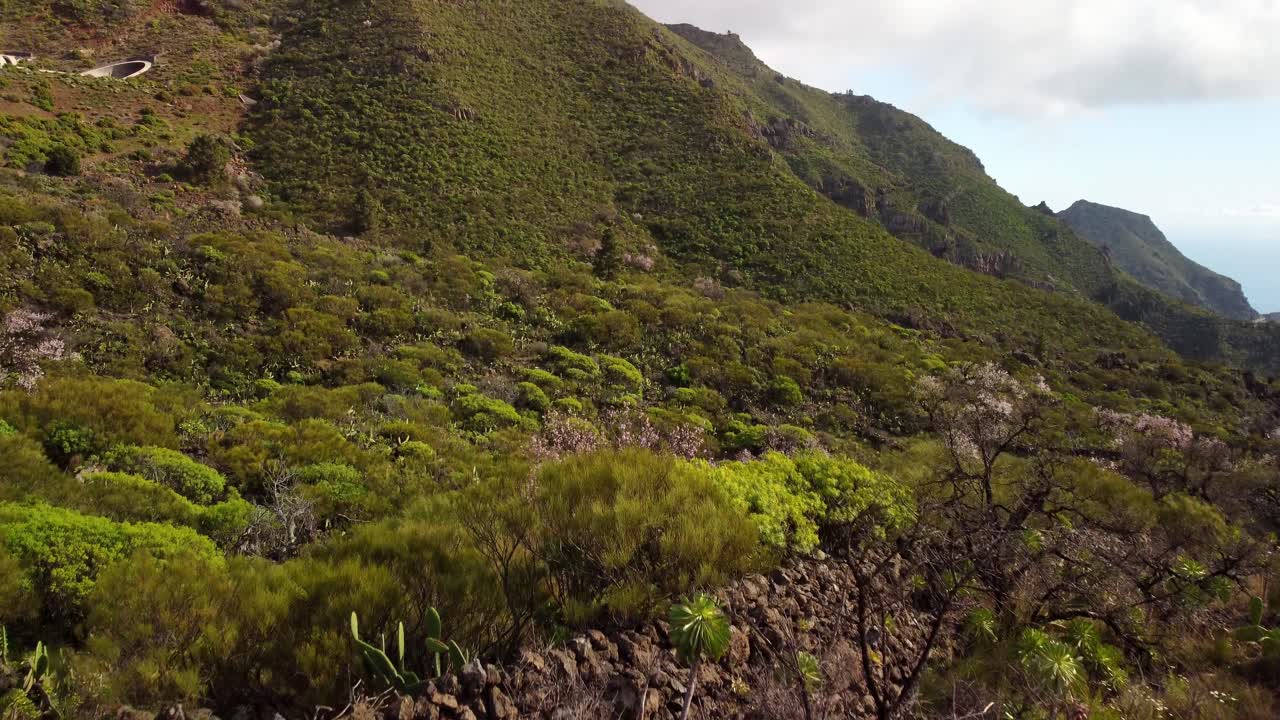disparo aéreo bajo de un avión no tripulado volando por encima de la vegetación arbustiva en tenerife, día