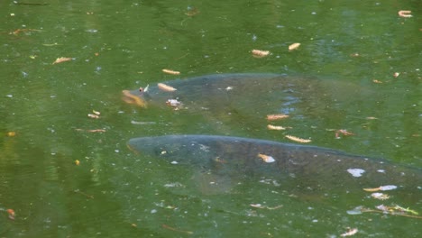 two big carp resting just under the surface of water in lake