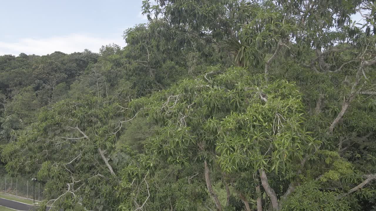 콜롬비아의 강과 나무 1