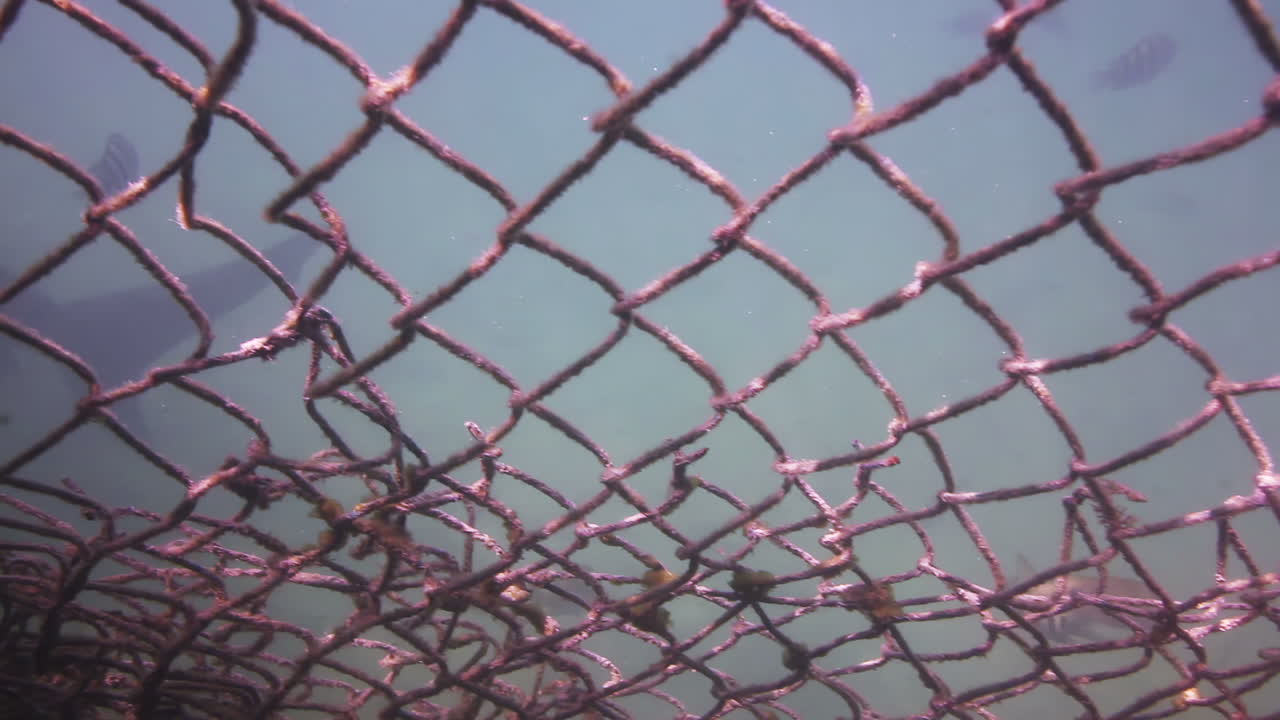 물 에서 촬영 된 상어