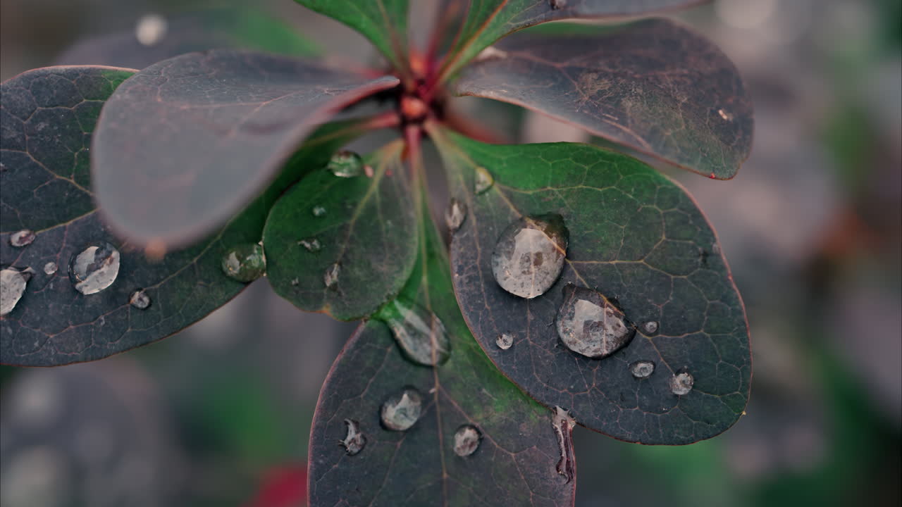 Close up of water drops on green leafs of a plant in a garden