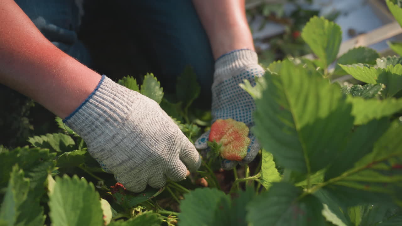 Close up of gloved hands harvesting misshapen strawberry fruit from plant in sunlit garden bed, focusing on hand movement and fruit detail among dewy green foliage