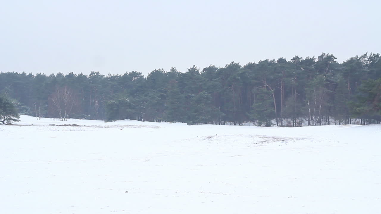 toma amplia de bosque distante en dunas cubiertas de nieve