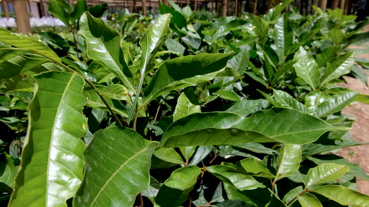 plantas de café jóvenes que crecen en una fila ordenada en el vivero de una finca de café, cerca de las hojas disfrutando de la luz del sol y revoloteando en la brisa