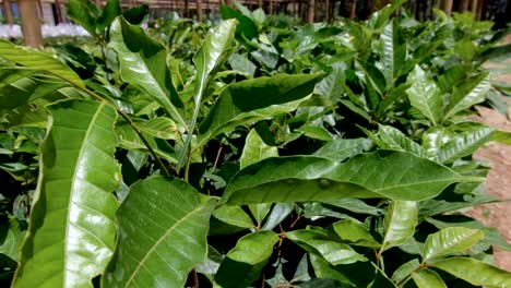 young coffee plants growing in a neat row in the nursery of a coffee farm, close up of leaves basking in the sunlight and fluttering in the breeze