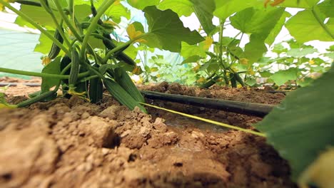 growing vegetables in green houses and drip irrigation