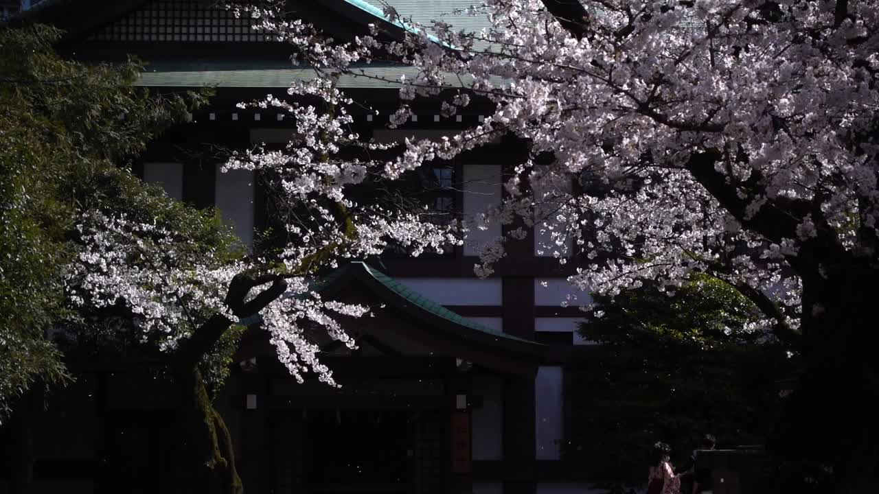 Bellissimi petali di fiori di ciliegio Sakura che cadono in un parco in Giappone.