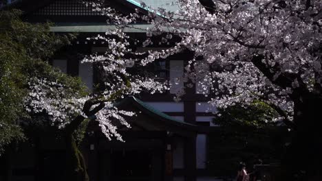 beautiful sakura cherry blossom petals falling in park in japan