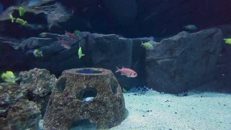 tropical fish going swimming into and out of artificial reef hide near boulders