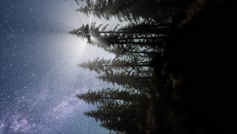 milky way galaxy over forest