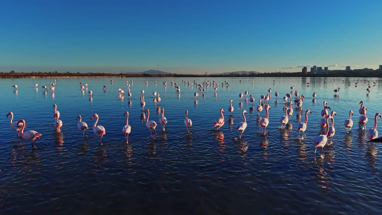Flamingos standing in shallow water under clear blue sky during daytime