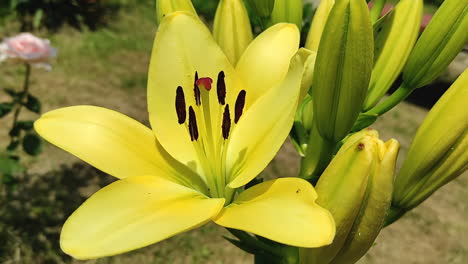 outdoor view of a royal yellow lily flower and buds - lilium, fully blossomed, with an ant, in a sunny day in summer, this is a close-up shot