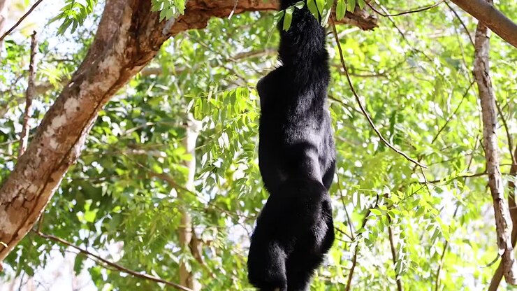 ein gibbon hängt und schwingt sich geschickt an einem baumzweig in einer üppigen, grünen umgebung.