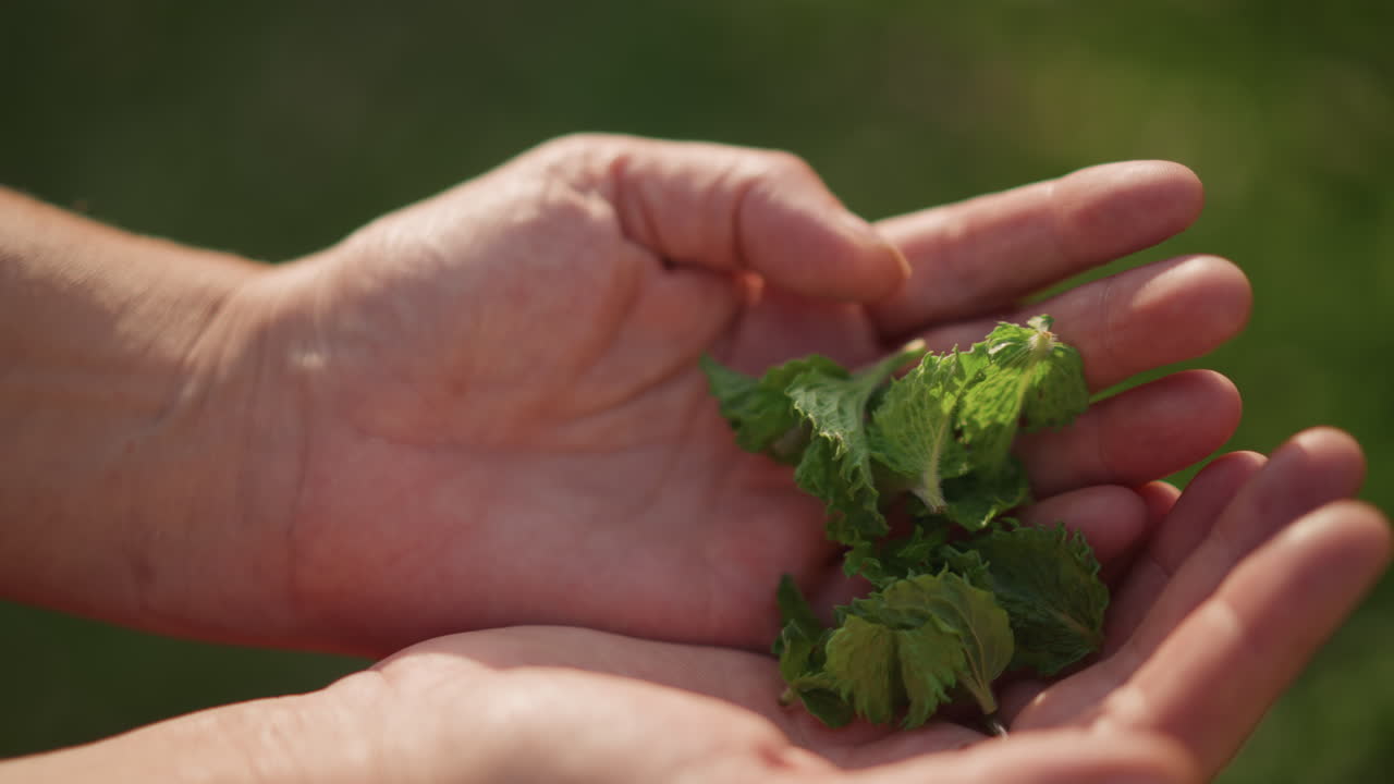 Mani che raccolgono foglie di menta fresca, primo piano illuminato dal sole che mostra il giardiniere che raccoglie erbe aromatiche, fogliame verde strutturato che riposa nei palmi, delicato movimento delle dita che sistemano i rametti, luce naturale calda e sfocatura.