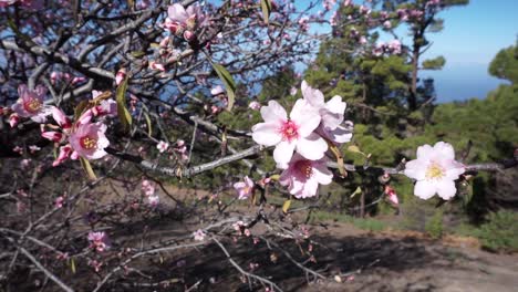 almond blossom on the island of la palma