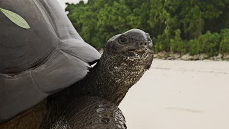 close-up shot of aldabra giant tortoise extending its neck to look directly at the camera on a beach during light rain