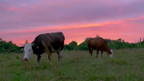 cows grazing at dusk with amazing velvet sky background, handheld