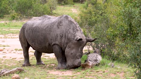 An-endangered-African-White-rhino-covered-in-mud-standing-and-nuzzling-a-log,-Kruger,-Ceratotherium-simum-simum